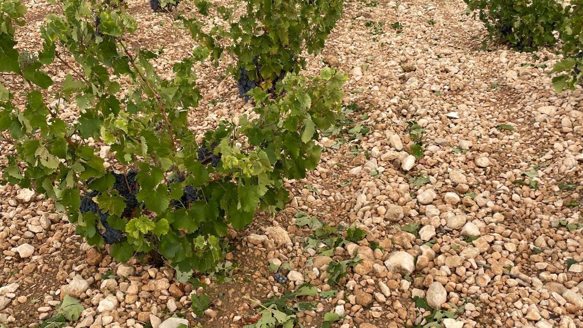 Agricultura estima en un balance preliminar que la tormenta del pasado jueves afectó a 2.613 hectáreas en la Región