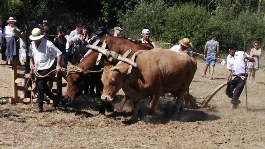 La pasada edición de la Festa da Malla. // Muñiz