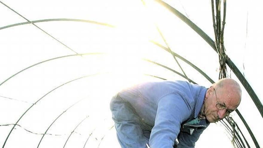 Santiago Pérez, un agricultor ecológico de Posada de Llanera, en uno de sus invernaderos.