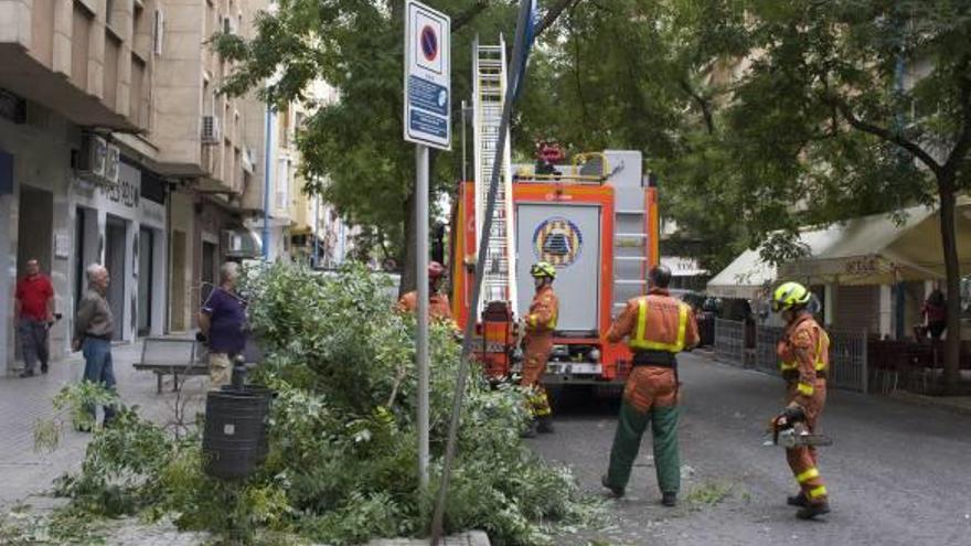 Una rama se desprende de un árbol en Xàtiva