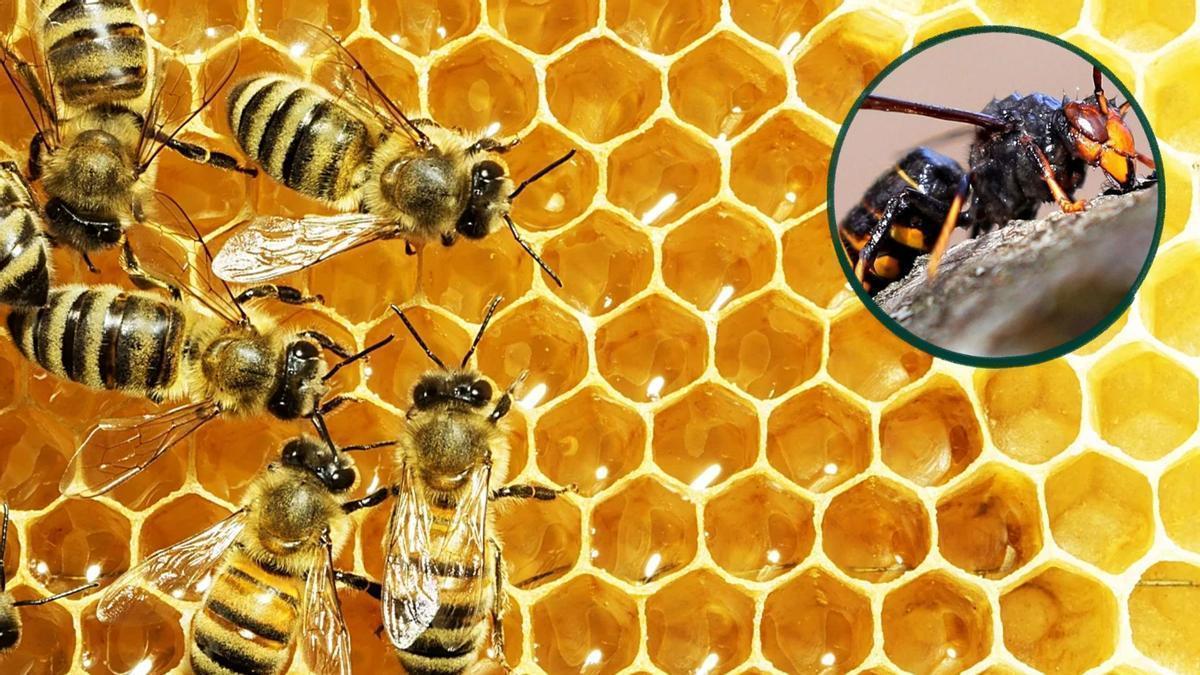 Las avispas asiáticas son una de las principales depredadoras de las abejas.