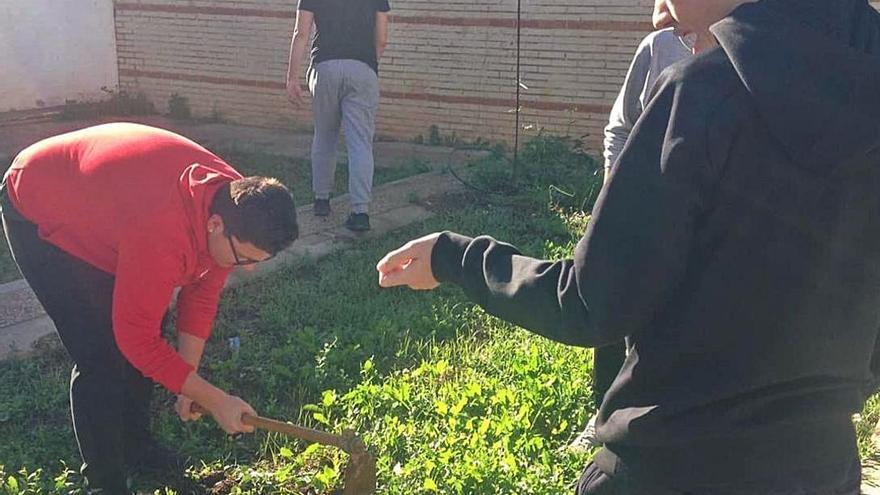 El treball a l’hort es fa tres
hores a la setmana.  levante-emv