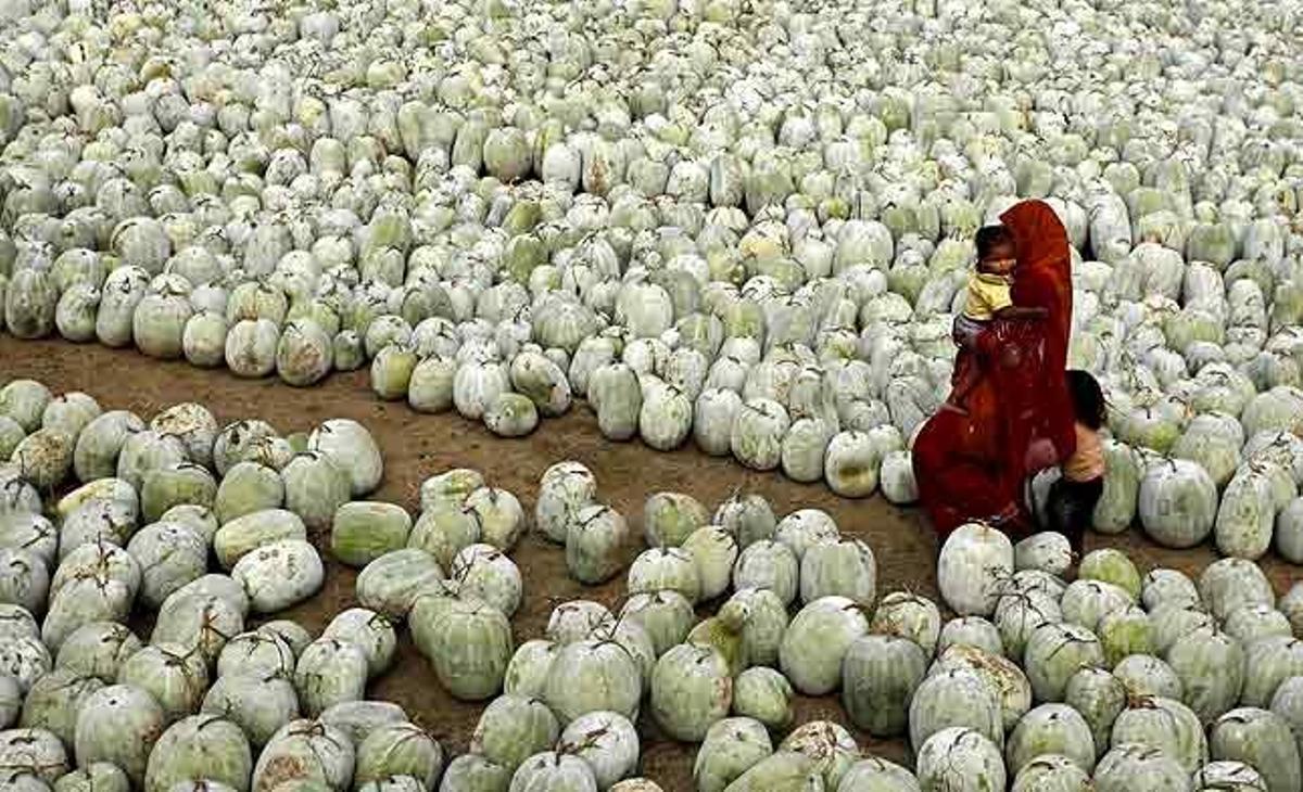 Una dona índia camina amb els seus fills entre carbasses als afores d’Allahabad (Índia).