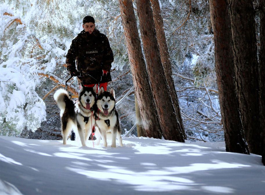 Manuel Calvo se prepara para participar en  el Campeonato de España de carreras de trineo con perros