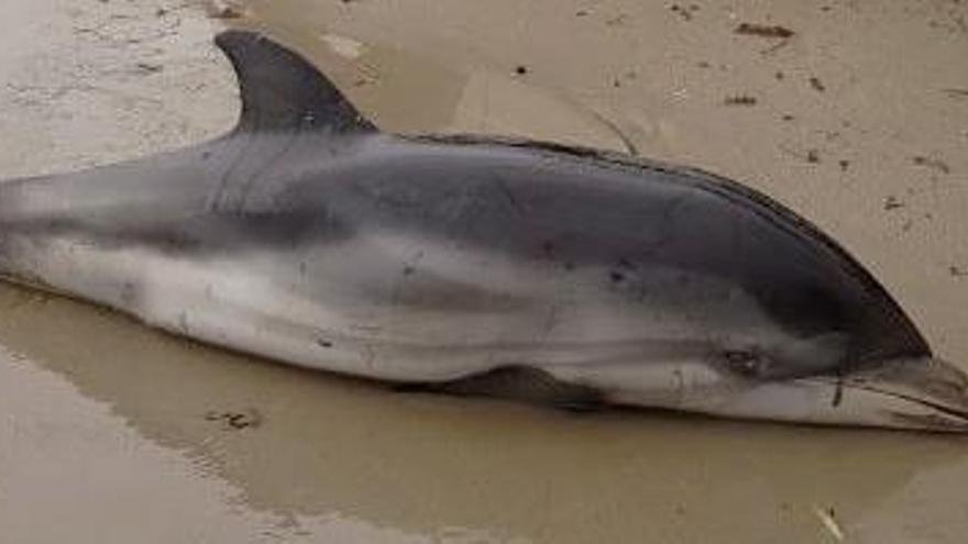 Aparecen 7 delfines varados durante el temporal en Dénia, la Malva-rosa y El Saler