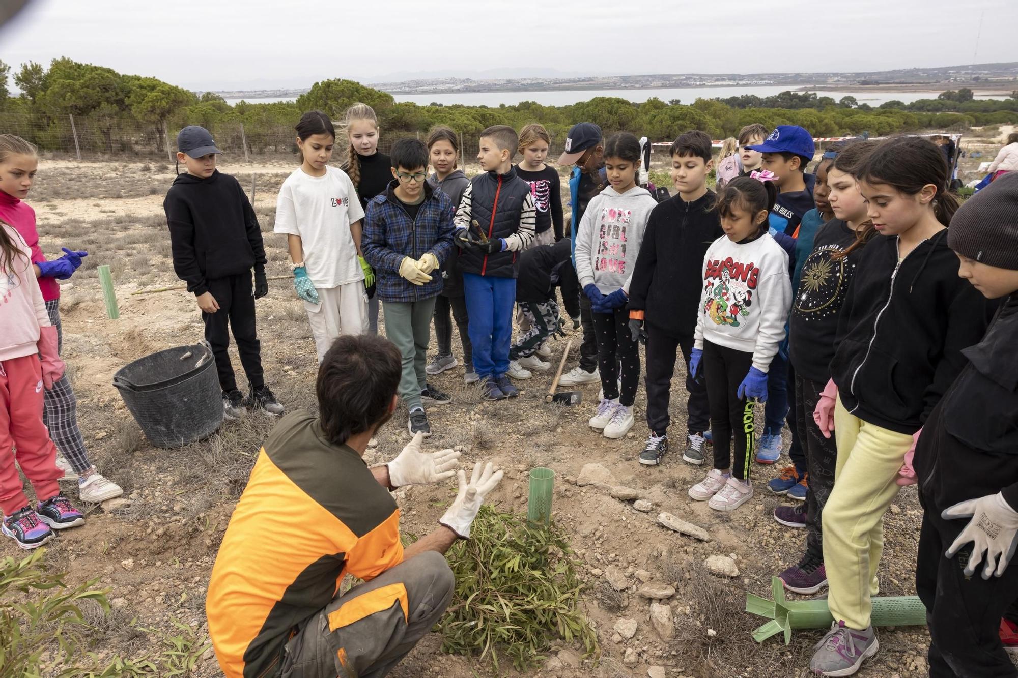 800 escolares se implican en la celebración del Día del Árbol con la plantación de especies autóctonas en torno a la laguna de La Mata de Torrevieja