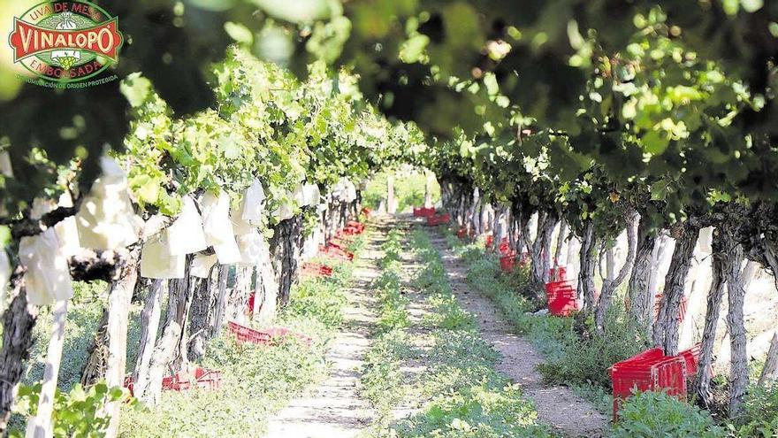 Uvas con D.O. protegida, una cuidada selección de calidad