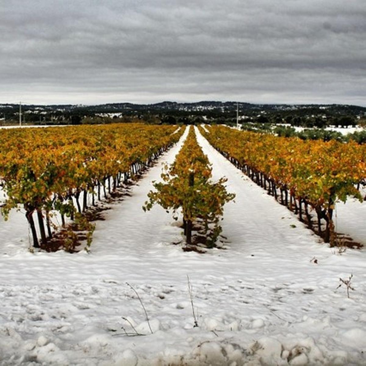 La vinya comparteix terreny amb la neu.