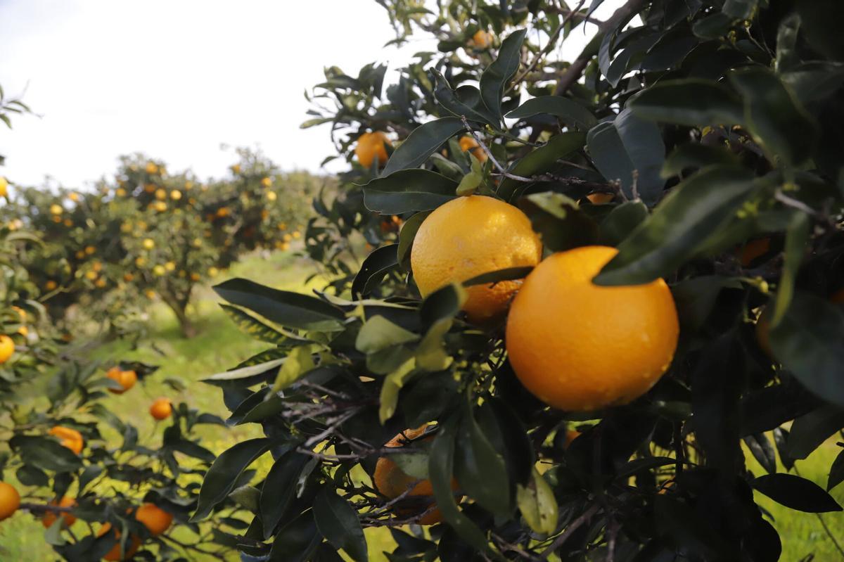 A.J.González Córdoba Naranjos naranja cítricos campo tras la lluvia campo cargado de agua inundado
