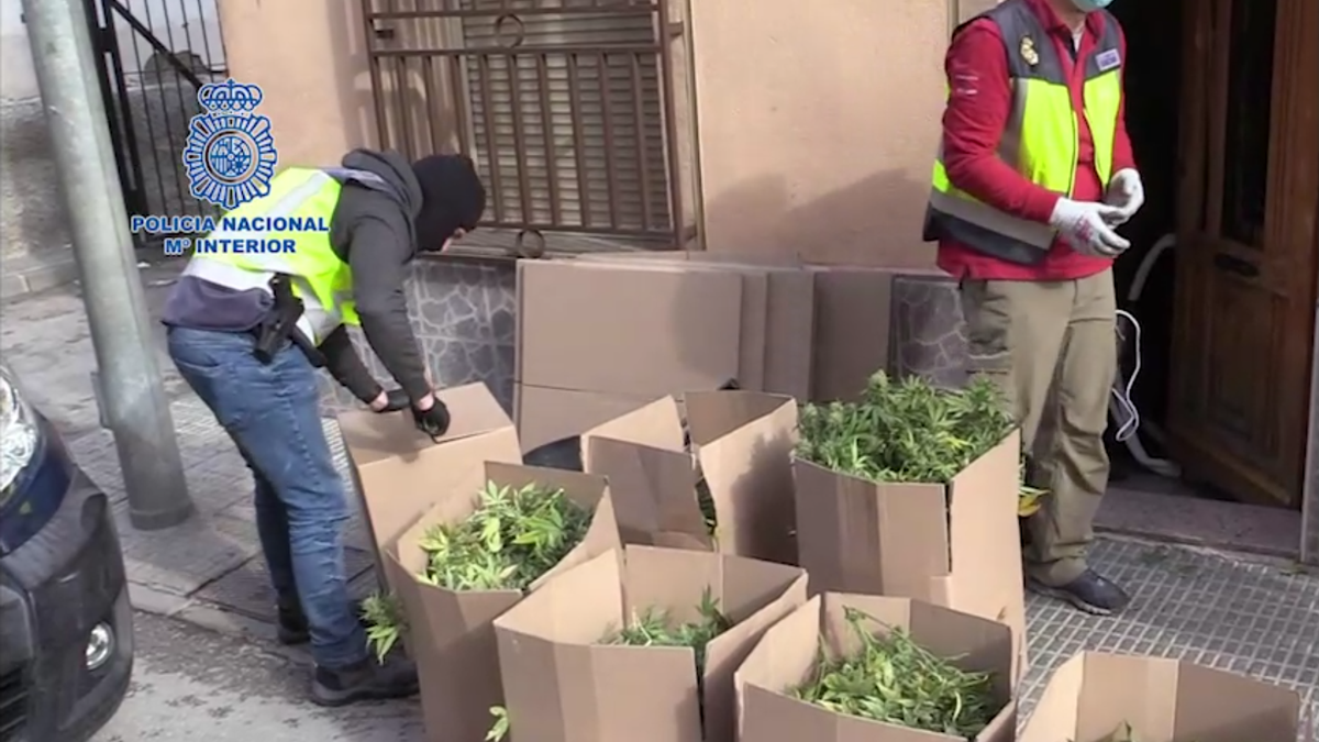 Agentes de Policía Nacional guardan en cajas las muestras de un cultivo de marihuana incautado en Murcia el pasado 21 de diciembre