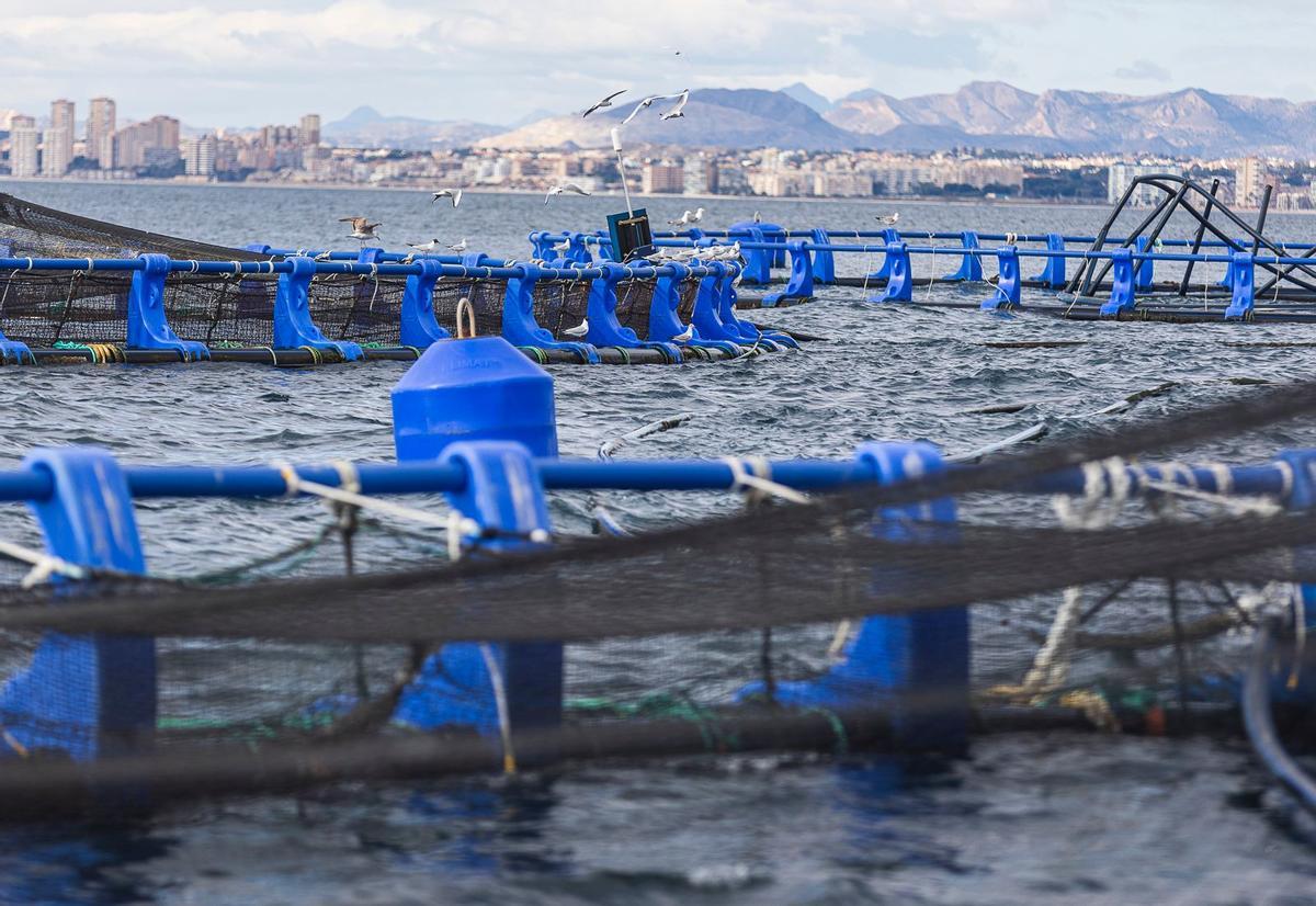 La piscifactoría de Avramar en El Campello