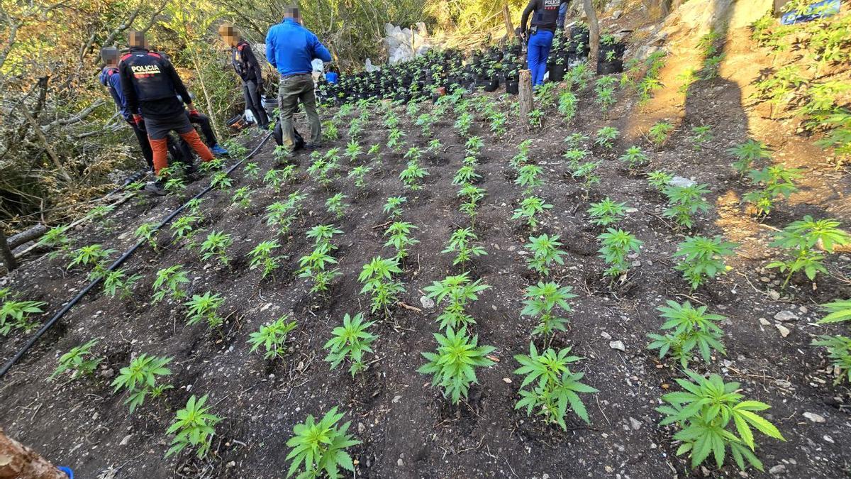 Imagen de la plantación encontrada en el bosque