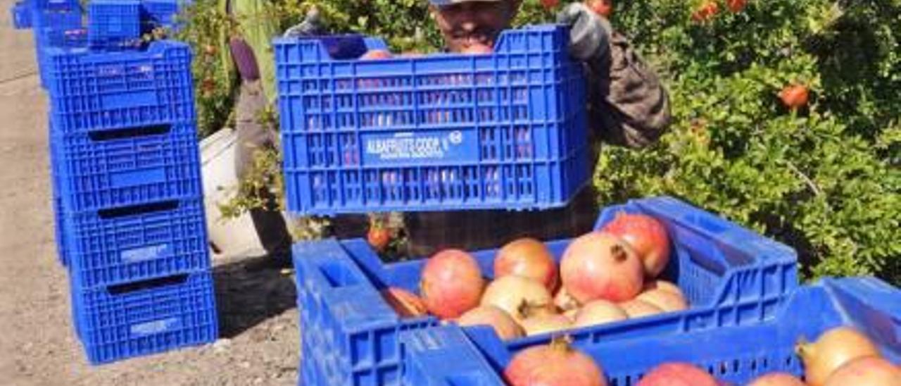 El calor y la sequía dejan la cosecha de granadas en tres millones de kilos