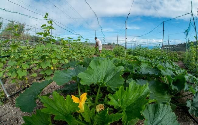 Entrevista al agricultor ecológico José ...