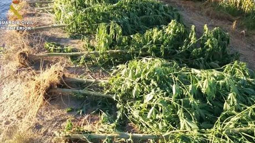 La Guardia Civil detecta por reconocimiento aéreo 207 plantas de marihuana