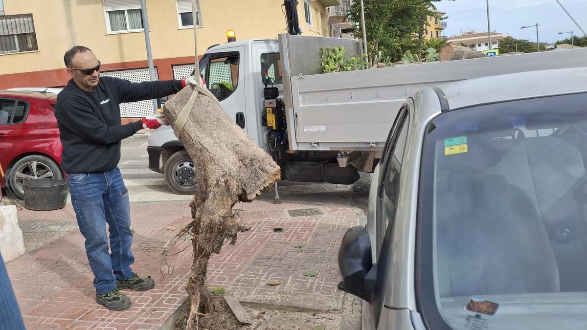 Los operarios de la brigada retiran el tocón del árbol derribado por el viento