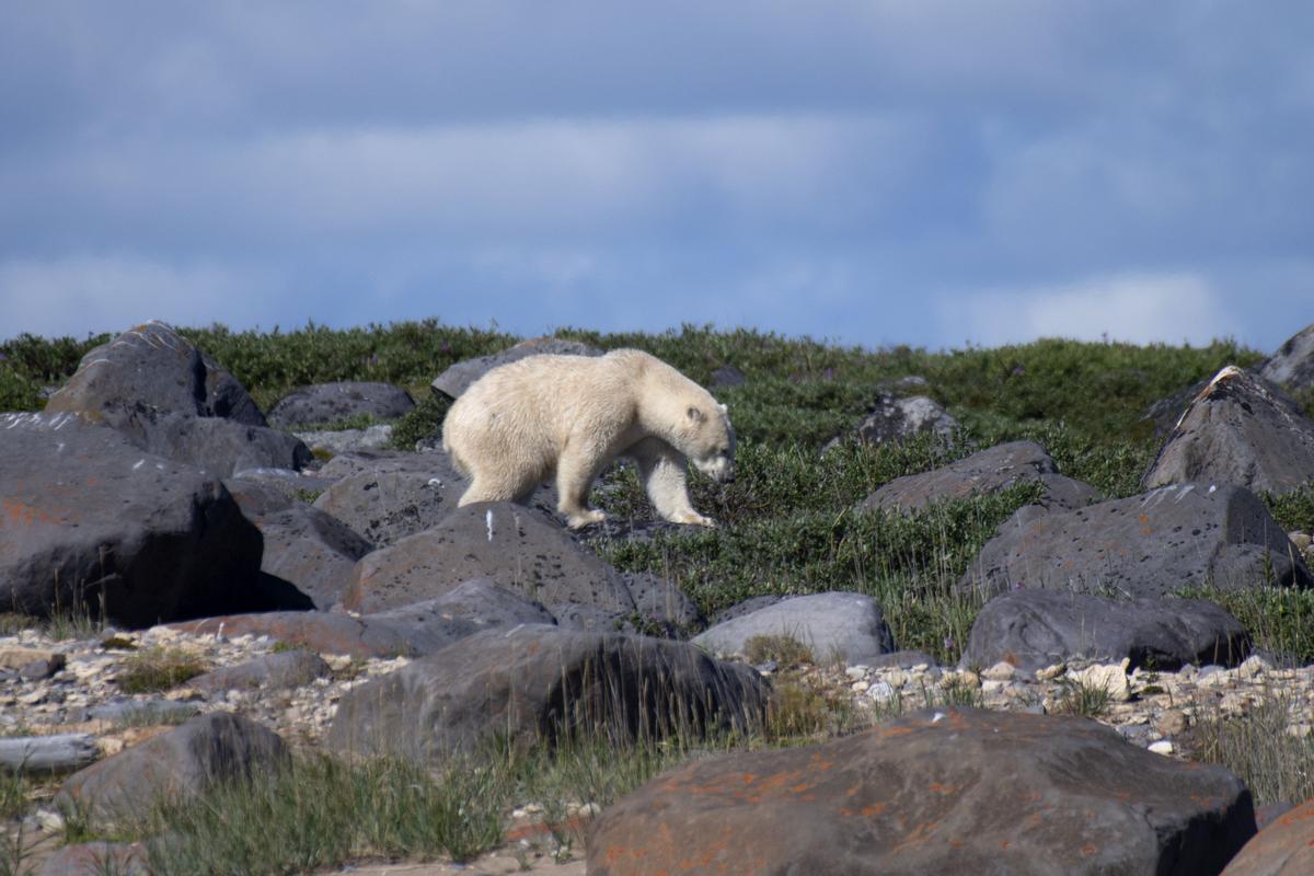 Así viven los osos polares en Hudson Bay, cerca de Churchill (Canadá).