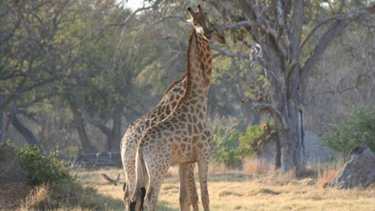 Una pareja de jirafas.