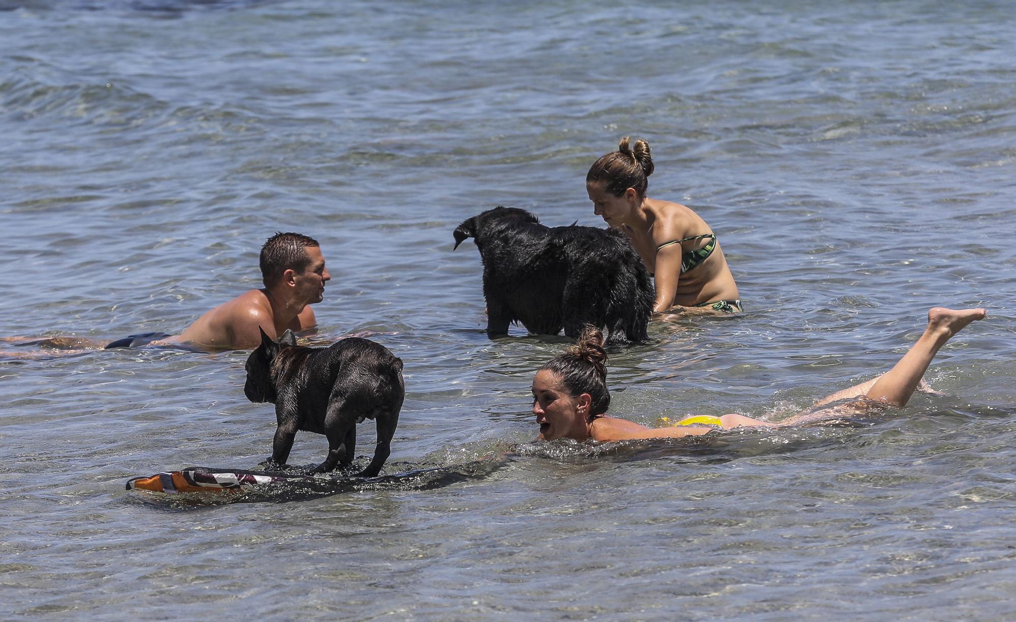 Cala dels gossets de Santa Pola: una playa con instinto animal