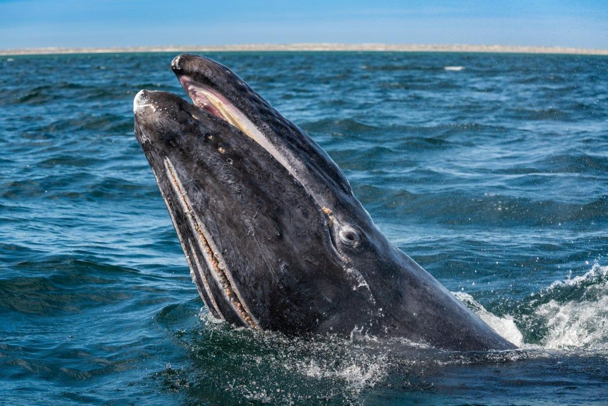 Ballenas grises, México