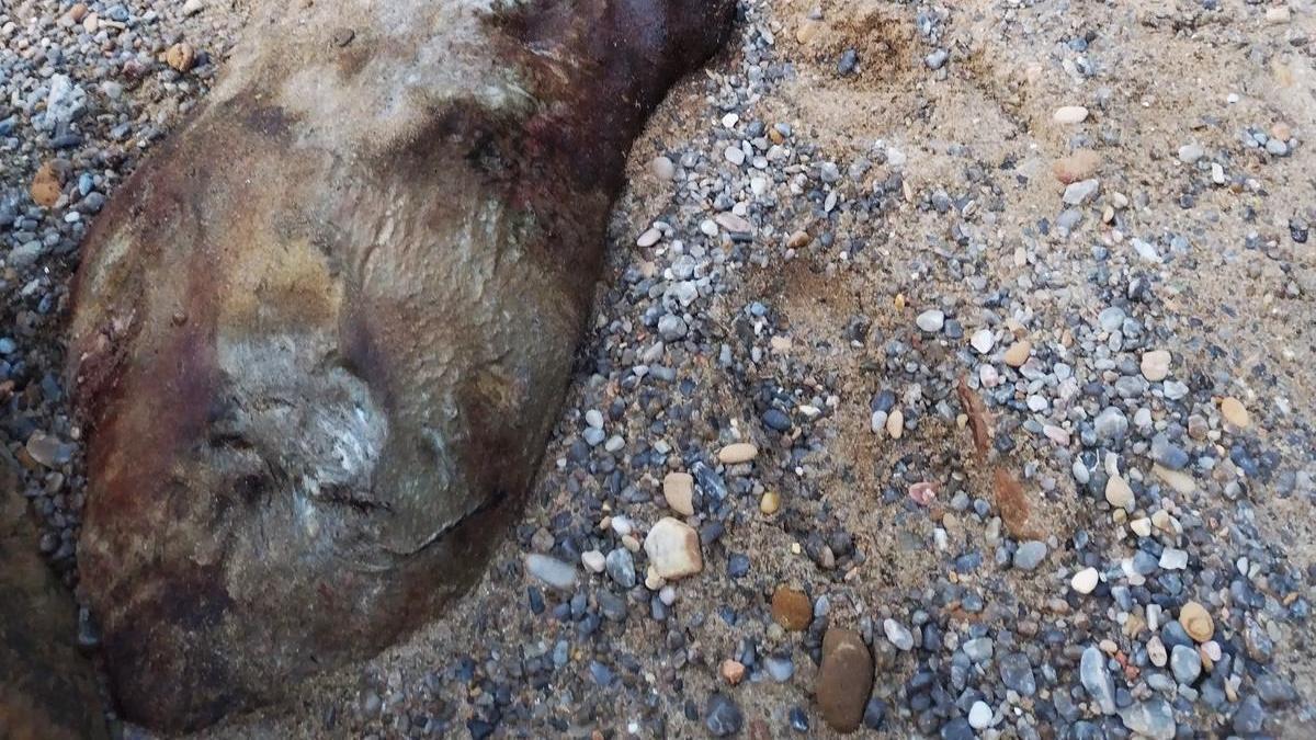 El cetáceo hallado en una cala cerca de Mera. | // MÓNICA Y TAMARA