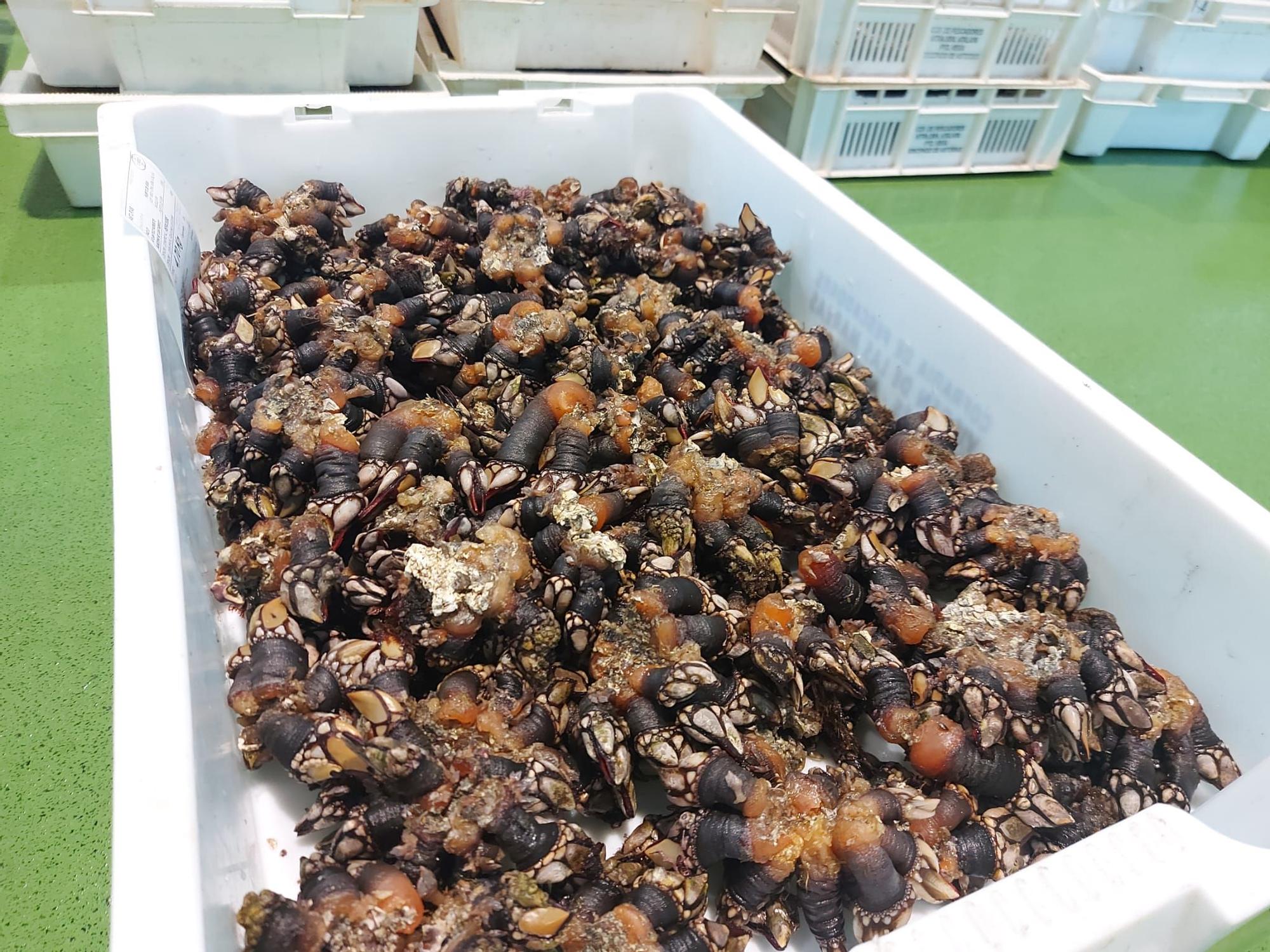 En imágenes: La primera subasta de percebe de la temporada en la rula de Puerto de Vega