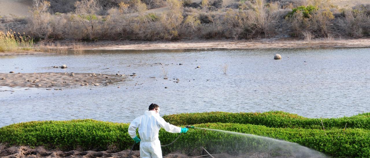 Un operario fumiga en la charca de Maspalomas.