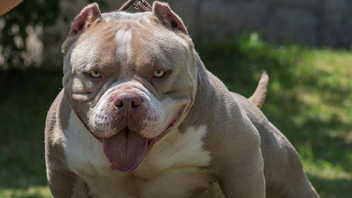El motiu pel qual el Regne Unit planeja prohibir la raça de gossos American Bully XL