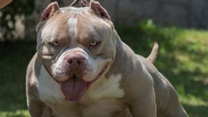 Un ejemplar de American Bully.