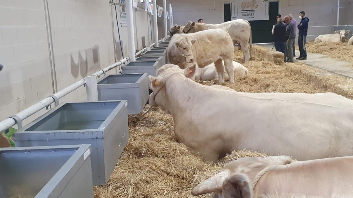 Vacuno estabulado en las instalaciones de la Feria de Albalá.