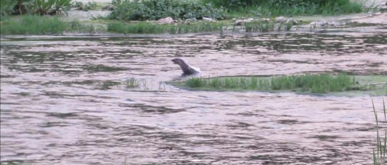 Las nutrias ya exploran el río Albaida en Manuel