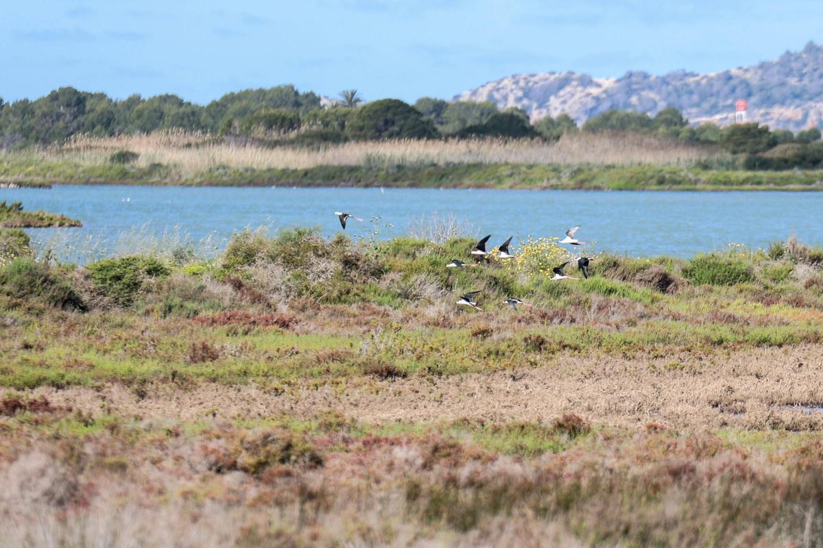 Las imágenes de la jornada en el observatorio de aves en ses Salines de Ibiza