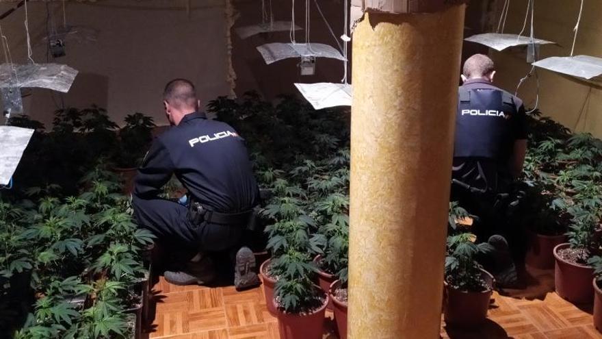 Desmantelan un cultivo de 300 plantas de marihuana en un chalé de Gandia