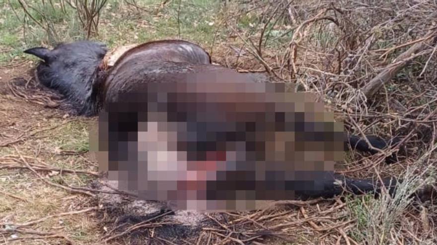 Nuevo ataque mortal de lobos a una yegua en parto en Sanabria