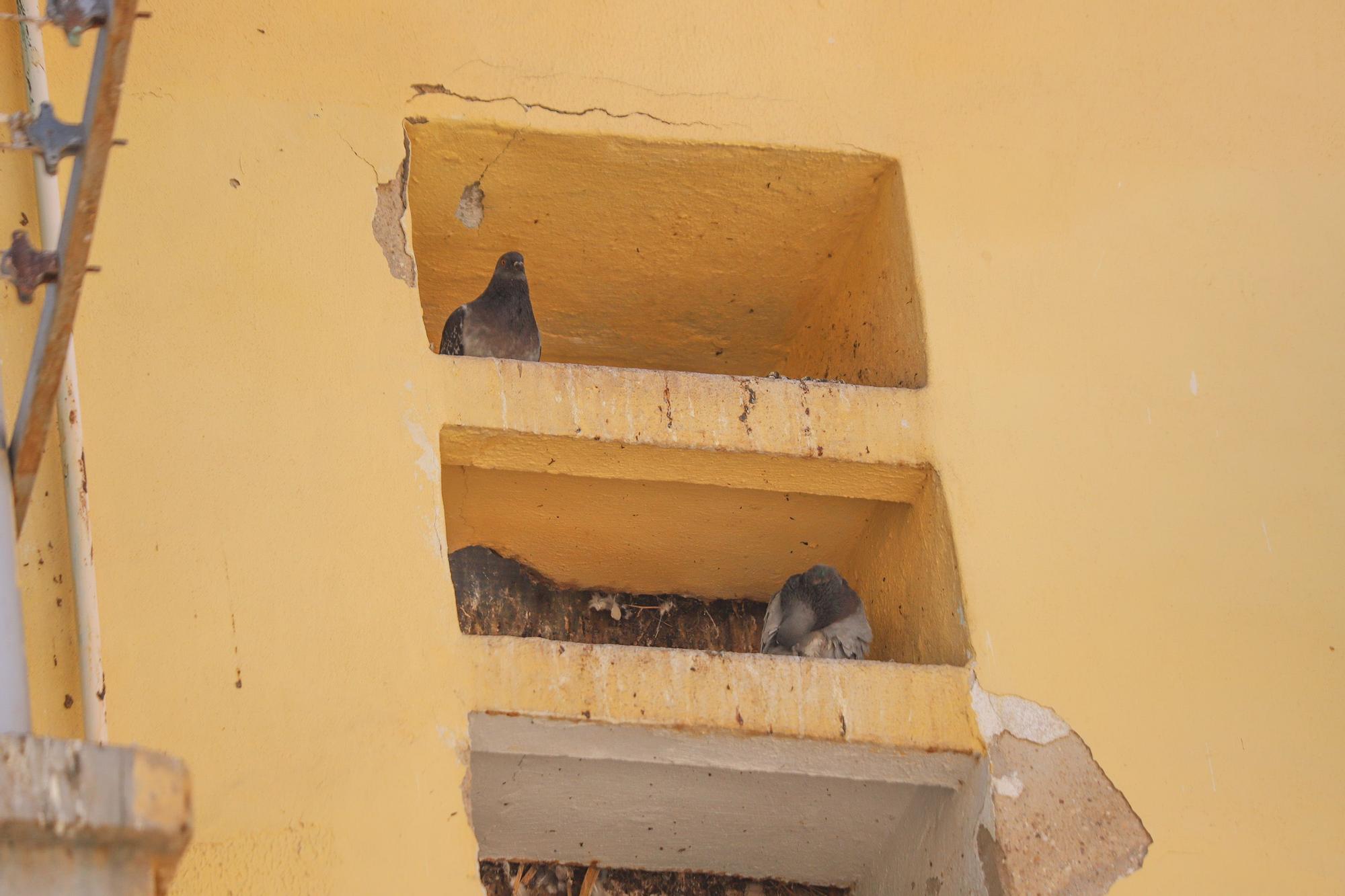 Quejas por la plaga de palomas en Miguel Hernández