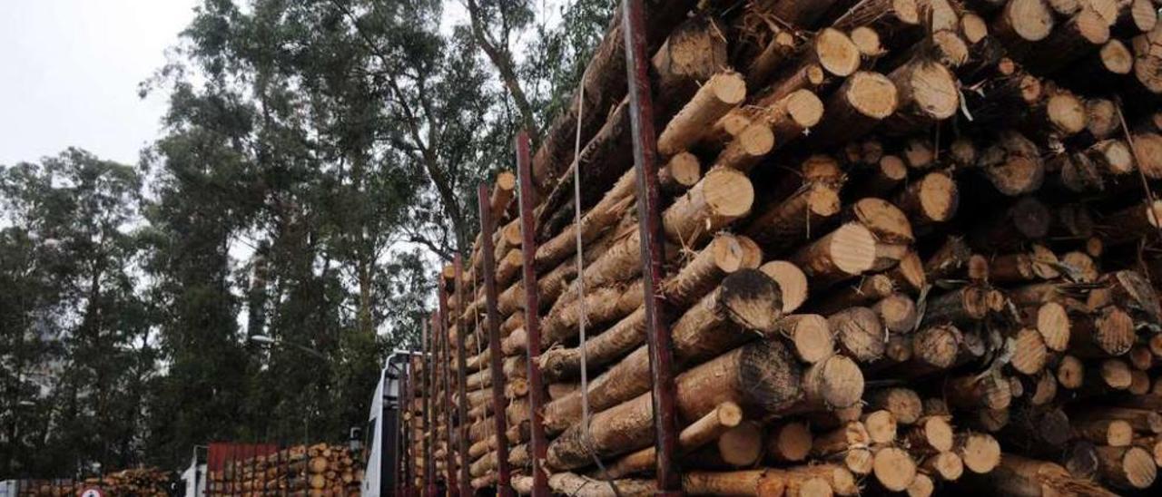 Camiones de transporte de madera de eucalipto. // Gustavo Santos