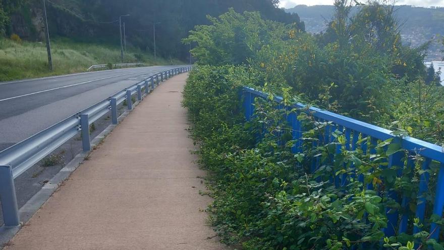 La maleza ya invade el nuevo paseo entre Meira y Domaio y los vecinos exigen su limpieza