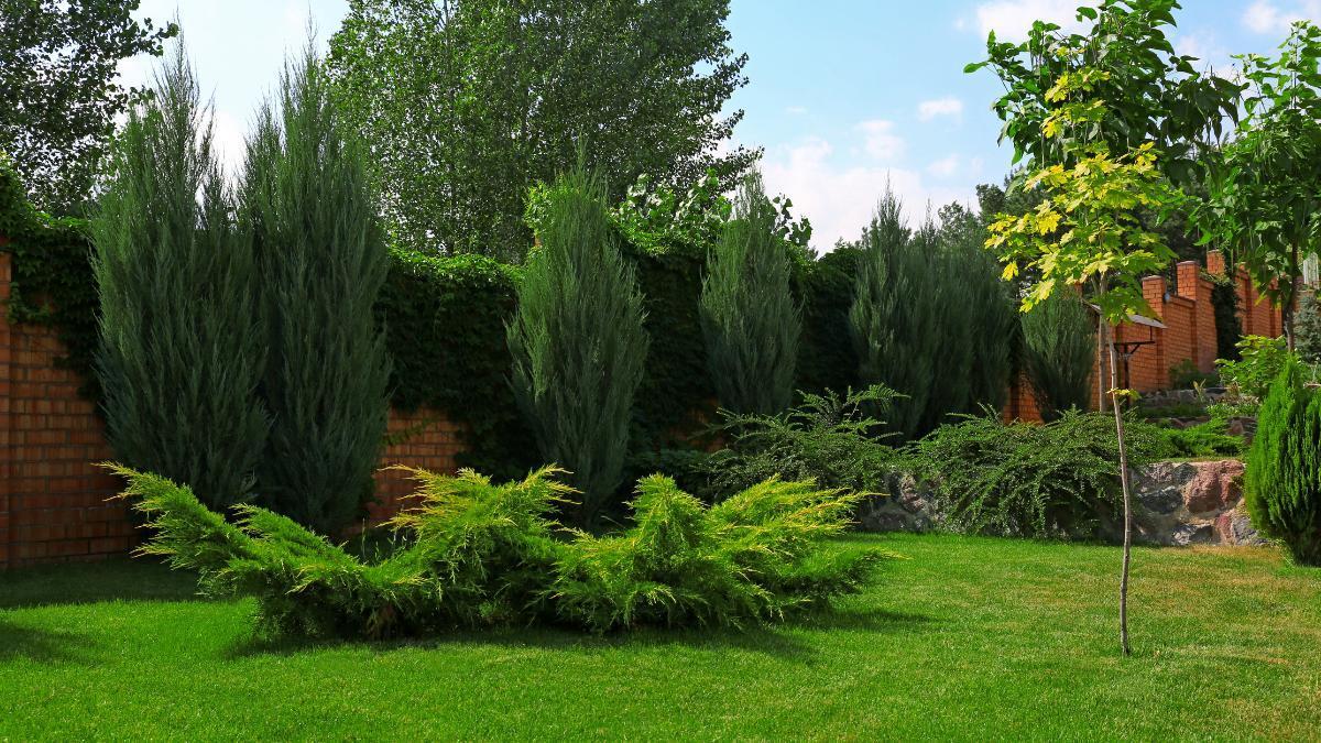 Es oficial: si plantas un árbol demasiado cerca de la finca del vecino, podrá exigir que lo retires