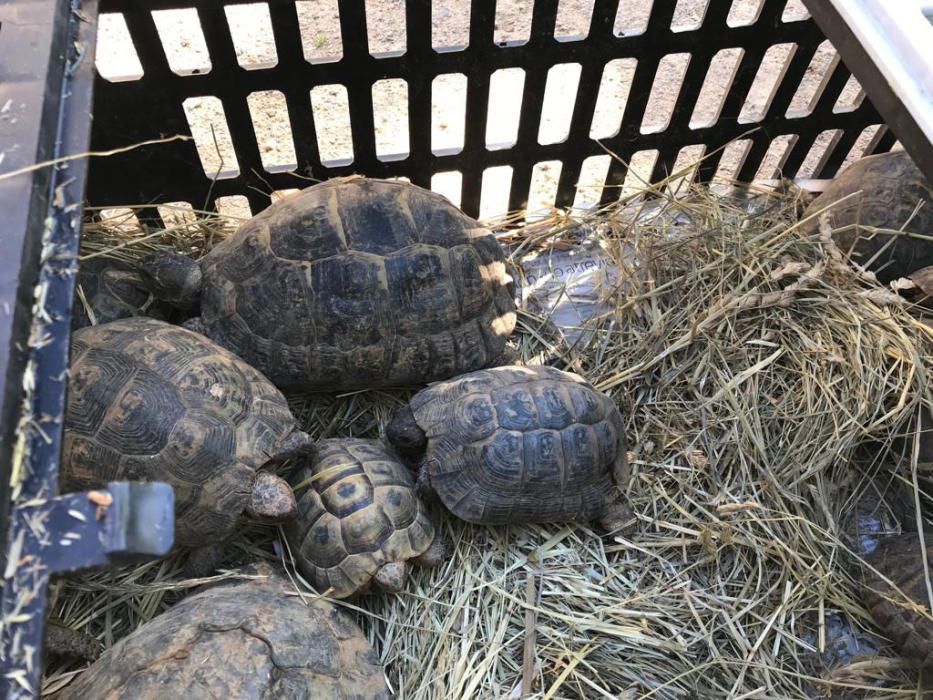 Liberan más de un centenar de tortugas en la finca de Galatzó