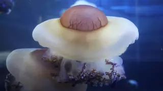 Las medusas huevo frito se duplican en las playas de Galicia: cómo es su picadura
