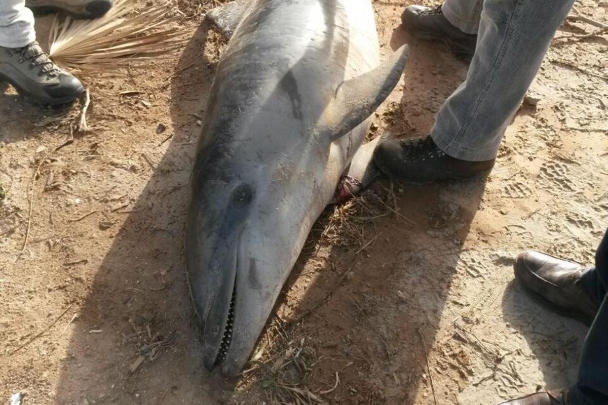 Uno de los ejemplares varados que ha sido analizado. | J. PEÑALVER