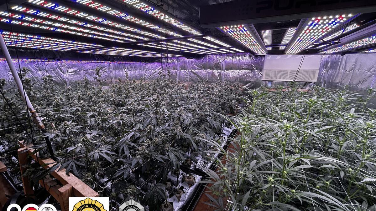 Plantación de marihuana en el interior de una vivienda en Vallirana (Barcelona)