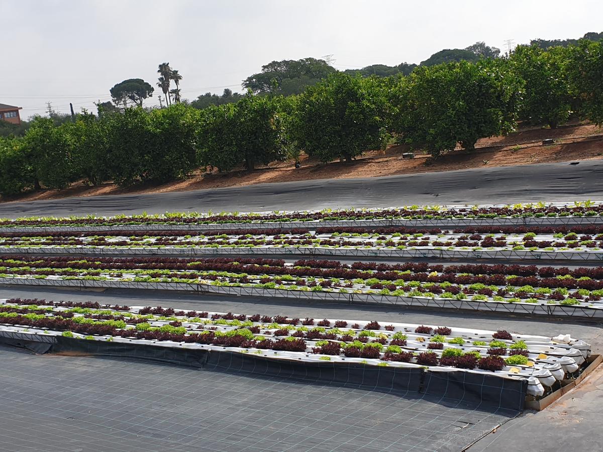 Lechugas cultivas en método hidropónico, sin tierra.