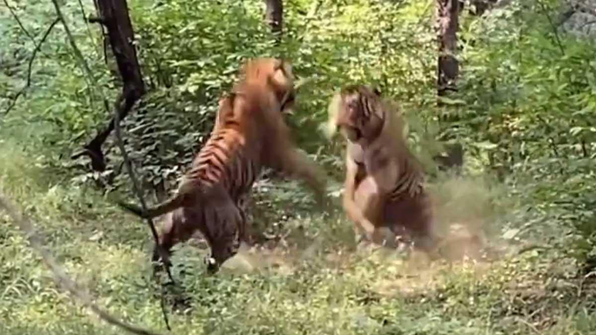 Dos tigres se pelean ante un grupo de turistas en un parque nacional de la India.