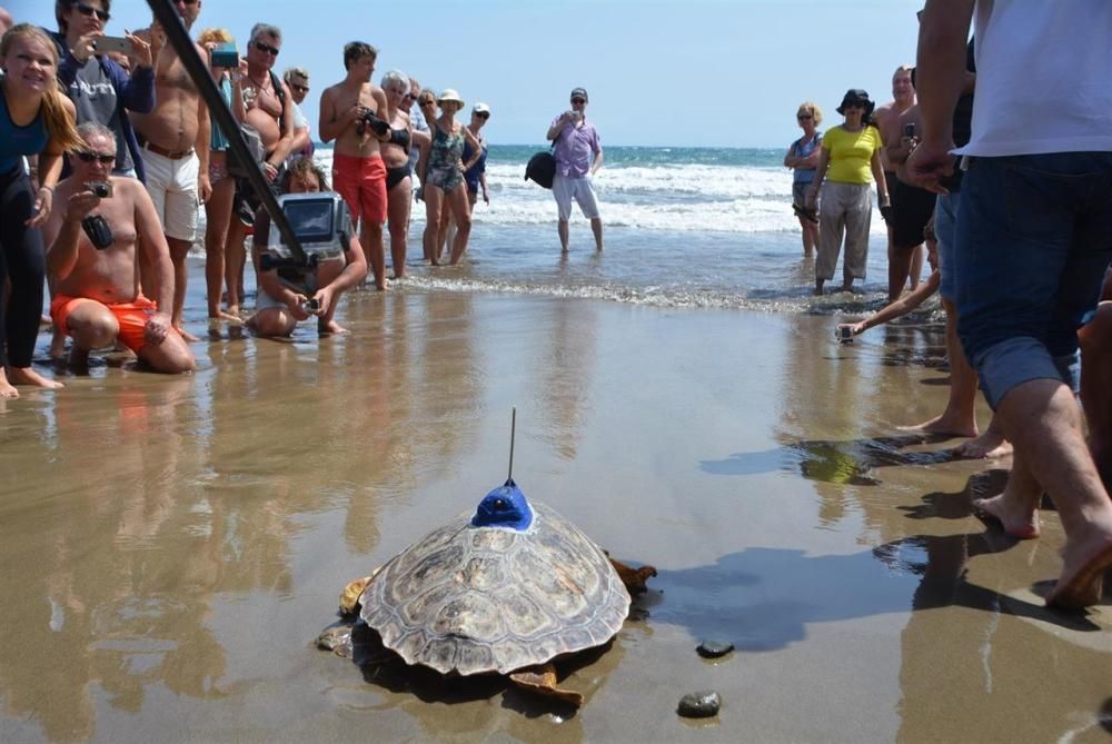 Suelta de la tortuga Terry