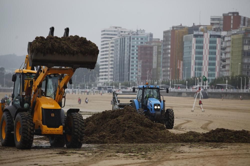 Recogida de ocle en la playa de San Lorenzo de Gijón