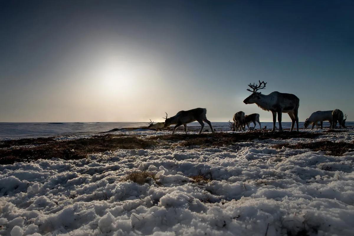 Renos de una tribu nómada en una zona afectada por el deshielo, en Yamal Nenets, Siberia occidental (Rusia).