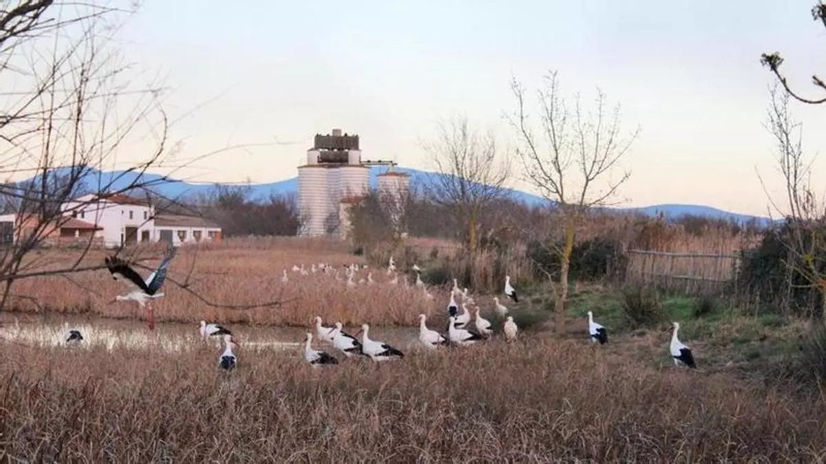 Detecten els virus del Nil Occidental i Usutu en mosquits als Aiguamolls de l’Empordà