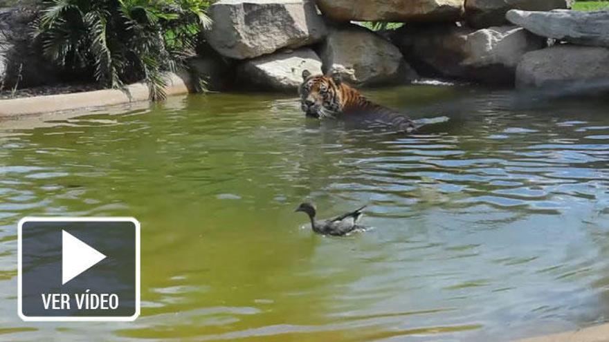 Así vacila un pato muy valiente a un tigre de Sumatra
