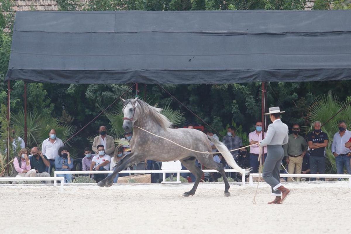 Cabalcor desafía a la lluvia
